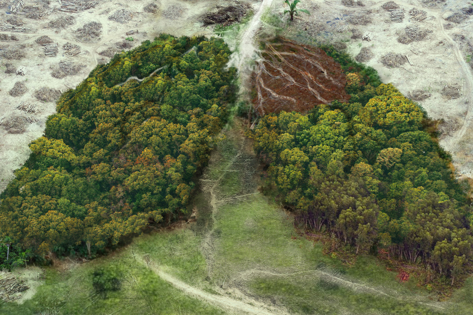 Règlement européen contre la déforestation : notre note d’analyse